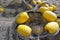 Seine fishing on the beach