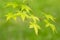 Seiryu Japanese Maple - Latin name - Acer palmatum Seiryu