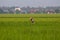 Sekinchan paddy field