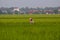 Sekinchan paddy field