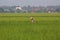 Sekinchan paddy field