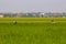 Sekinchan paddy field