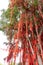 Sekinchan wishing or hope tree in Pantai Redang is popular tourist destination