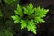 Selaginella, also known as spikemoss, is a creeping plant with