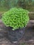 Selaginella - genus of vascular plants