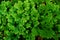 Selaginella involvens Sw. Spring. Selaginellaceae. plant background