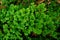 Selaginella involvens Sw. Spring. Selaginellaceae. plant background