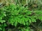 Selaginella on nature background.Electric fern