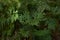 Selaginella plant is the sole genus of vascular plants