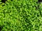 Selaginella spp. is a ground cover fern.