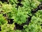 Selaginella is a spreading groundcover fern that grows quickly.