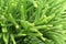Selaginella tamariscina. green leaves of plant