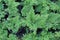 Selaginella willdenowii or Willdenow`s spikemoss plant