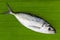 Selar crumenophthalmus ,Bigeye scad fish on banana leaves background