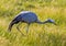 Seldom picture of a Blue crane walking through the savannah grass of the Etosha National park in northern Namibia