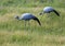 Seldom picture of a Blue crane walking through the savannah grass of the Etosha National park in northern Namibia