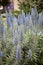 Select Blue Pride-of-Madeira (Echium candicans)