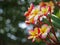 Select focus Frangipani Plumeria flowers border Design