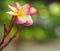 Select focus Frangipani Plumeria flowers border Design