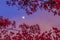 Select focus. Moon in the evening sky. The clouds still hit the sunlight evening in red The view through the red flowering bushes