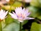 Select focus of Pink lotus flowers and other lotus flowers blooming in the middle of the lagoon