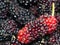 Select focus of red and purple Mulberry the background is a group of mulberries