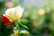Select focus white rose flower blossom on soft green natural