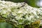 Selected deep of field on a lichen growing on an old tree branch.