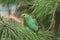 Selected focus of The greater green leafbird