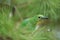 Selected focus of The greater green leafbird