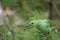 Selected focus of The greater green leafbird