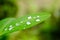 Selected focus of raindrops on leaves