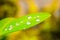 Selected focus of raindrops on leaves