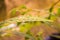 Selected focus of raindrops on leaves