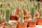 Selected focused on a group of small and colourful cactus planted in small plastic pots.