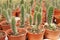 Selected focused on a group of small and colourful cactus planted in small plastic pots.