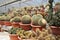 Selected focused on a group of small and colourful cactus planted in small plastic pots.