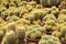Selected focused on a group of small and colourful cactus planted in small plastic pots. The small cactus suitable to used as an i