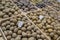 Selected potato tubers on store counter