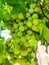 Selected varieties of healthy, ripe and juicy white grapes ready to be harvested