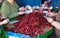 Selecting fresh cherries in Valle del Jerte, Extremadura. Spain.