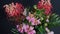 Selection of beautiful Grevillea and Lantana blossoms with green leaves. Close up isolated on black