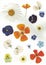 A selection of colourful pressed flowers on white