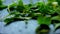 Selection of fresh green herbs in close up on a board