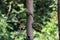 A selection of songbirds landing on a feeder in the forest