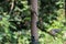 A selection of songbirds landing on a feeder in the forest