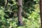 A selection of songbirds landing on a feeder in the forest