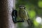 A selection of songbirds using a feeder at a nature reserve