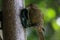 A selection of songbirds using a feeder at a nature reserve