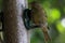 A selection of songbirds using a feeder at a nature reserve